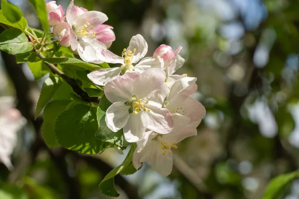 Bahçede bahar mevsiminde elma çiçek açar. Güneşli bir günde, beyaz pembe çiçeklerin güzel dalları ve meyve ağacında genç yeşil yapraklar. Flora desenli doğa dokusu arka planı.