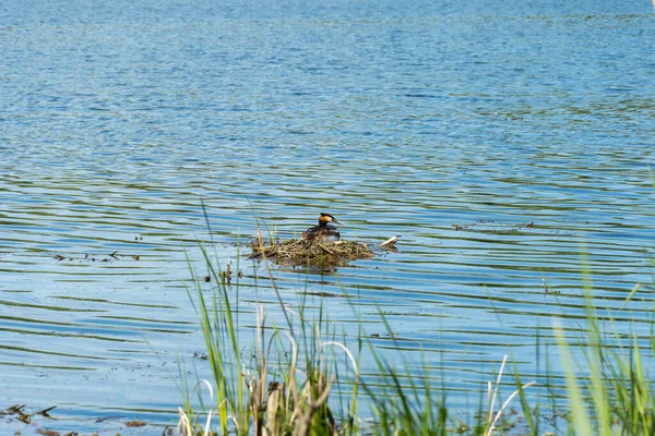 Crested grebe on drifting nest with eggs in the river. Wild duck Podiceps cristatus. On head bird chomga of two dark tufts of feathers and red neck. Birdlife in wild nature.