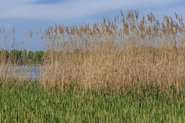 乾燥葦青い空に対して 川の銀行に揺れる 花序や茎が風に吹いて杖 沼の中の茶色の吹き出しを眺めます 自然の屋外植物の成長 — ストック写真