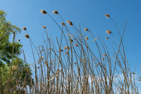 Close Dry Reeds Sway River Bank Blue Sky Inflorescences Stalks — Foto de Stock