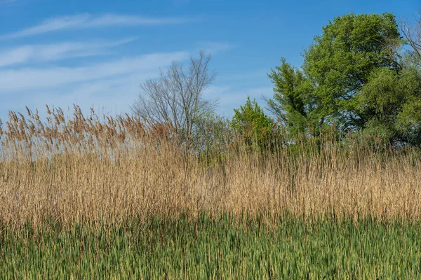 Dry Reeds Sway River Bank Blue Sky Inflorescences Stalks Cane — Φωτογραφία Αρχείου