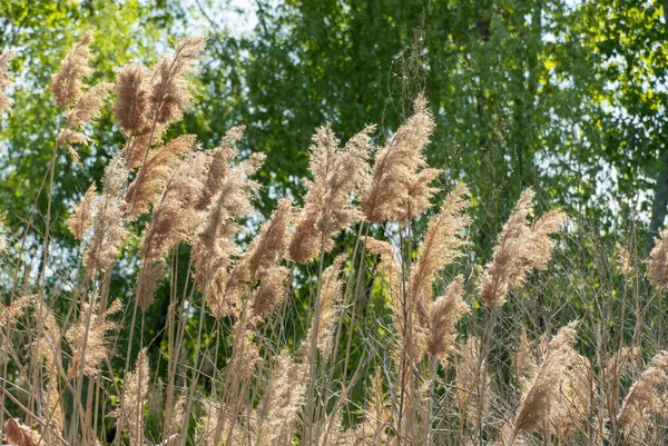 Yakın plan kuru sazlıklar nehir kıyısında mavi gökyüzüne karşı sallanıyor. İnflorasanlar ve bastonlar rüzgârda uçuşuyor. Bataklıktaki kahverengi boğa manzarası. Doğa bitkileri büyüyor..