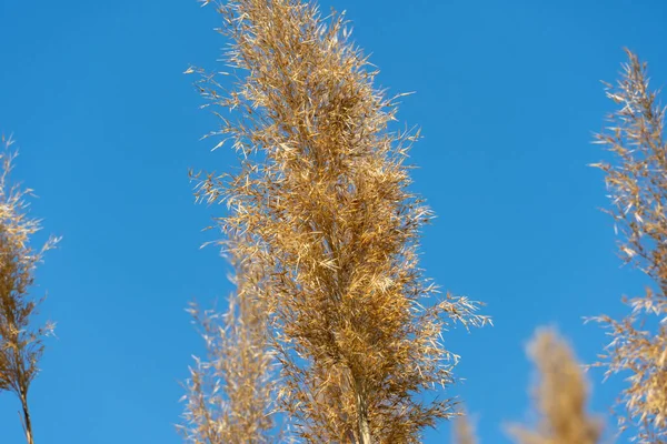 クローズアップ青空に対する乾燥した葦の揺れ 花序と茎の杖が風に吹いています 沼の中の茶色の吹き出しを眺めます 自然の屋外植物の成長 — ストック写真
