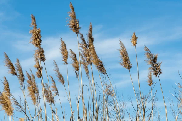 Close Dry Reeds Sway River Bank Blue Sky Inflorescences Stalks Fotos de stock