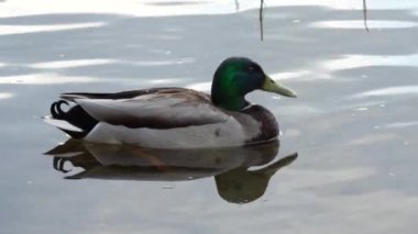 Nehirde yüzen yaban ördeği. Başı ve boynu yeşil, göğsü kahverengi, sırtı gri. Doğada kuş hayatı analar platyrhynchos.