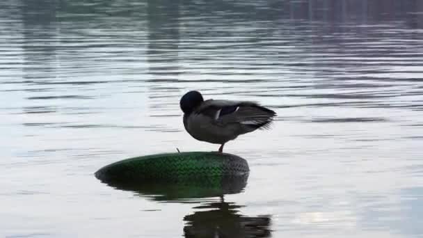 Close Wild Mallard Cleans Feathers River Head Neck Male Green — Vídeos de Stock