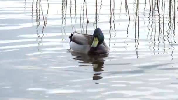 Close Wild Mallard Duck Swiming River Head Neck Male Green — Stock video