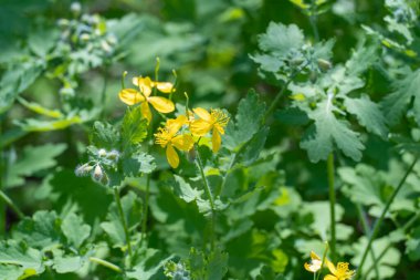 Sarı çiçek çayırlarında ve çayırlarda selandin yetişir. Haşhaş familyasının şifalı Chelidonium bitkisi. Geleneksel tıpta yaygın olarak kullanılır..