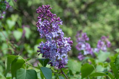 Bahçedeki leylak çiçeğinin yakın mis kokulu dalı. Adi çalı şırıngası. Arka plandaki yeşil yapraklarda eflatun-mor çiçeklerin enfeksiyonu. Bahar doğası çiçek açtı..