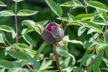 Bahçede yakın plan kırmızı şakayık tomurcuğu. Arka plandaki yeşil yapraklarda güzel taze çiçekler açılır. Çiçek açan peeonia fundalığı. Bahar doğası çiçek açtı..