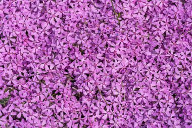 Bahçedeki Phlox subute çiçekleri. Peyzaj tasarımı için sürünen yosunlar. Zemini kaplayan parlak, güzel çiçek. Mor renkli duvar kağıtları. Doğada büyüyen halı.