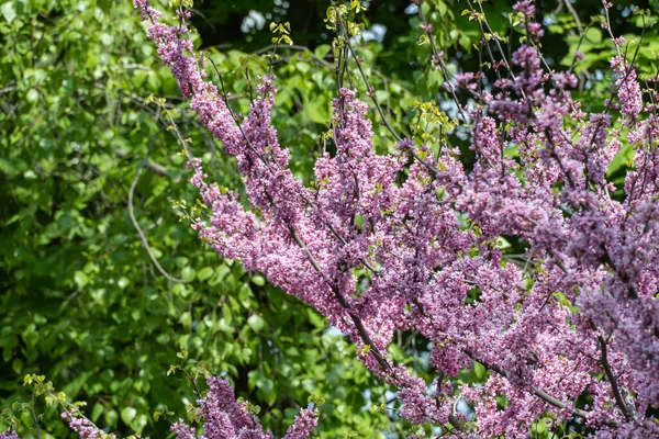 Bloeiende Redbud Cercis Canadensis Lente Het Park Prachtige Roze Bloemen — Stockfoto