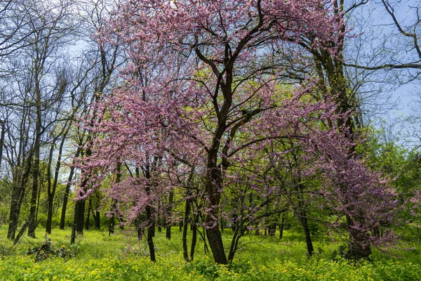 Floração Redbud Árvore Cercis Canadensis Primavera Parque Lindas Flores Cor — Fotografia de Stock