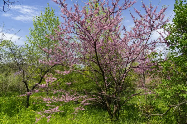 Fioritura Redbud Tree Cercis Canadensis Primavera Nel Parco Bellissimi Fiori — Foto Stock