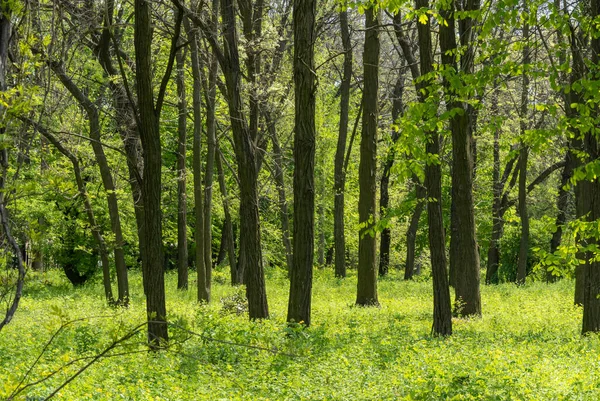 Άλσος Από Φυλλώδη Δέντρα Στο Πάρκο Ομάδα Κορμών Αναπτύσσεται Περιβάλλεται — Φωτογραφία Αρχείου
