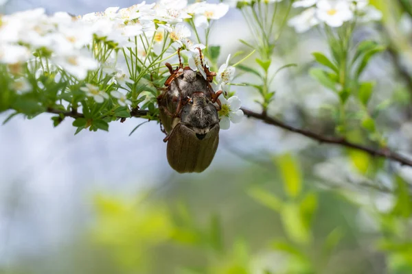 Două Cockchafers Împerecherea Mediul Natural Masculin Feminin Melolontha Insectă Ramură — Fotografie, imagine de stoc