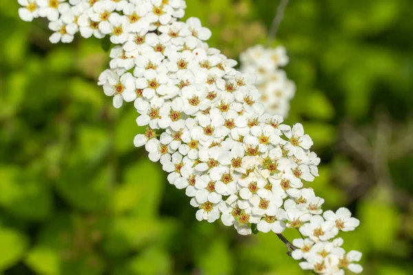 庭に近い枝花のスパイレーア 白い植物の開花ChamaedryfoliaまたはMeadowsweet 美しい小さな花が春を開きます 花の壁紙 — ストック写真