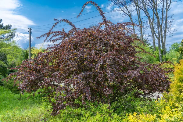 Bush Berberis Vulgaris Purpleleaved Crespino Europeo Cultivar Fiori Con Foglie — Foto Stock