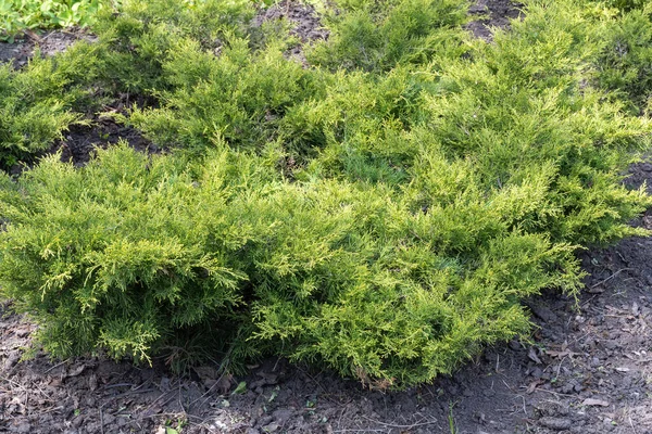 Ramas Verdes Creciendo Enebro Horizontal Juniperus Horizontalis Ciprés Familiar Planta —  Fotos de Stock