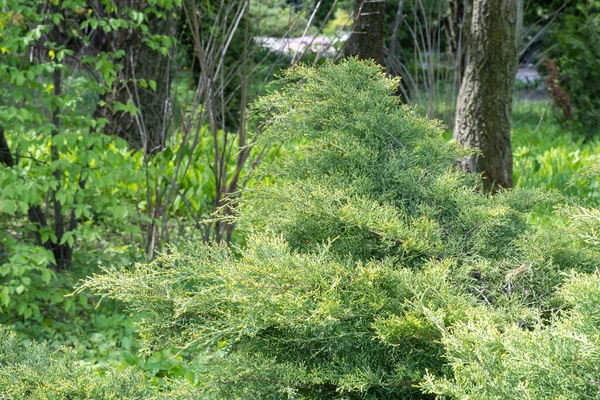 Groene Takken Groeien Jeneverbes Horizontaal Juniperus Horizontalis Van Familie Cipres — Stockfoto
