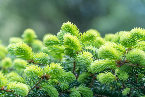 Close Green Spruce Shoots Forest Sprout Branch Coniferous Tree Springtime — Stock Photo, Image