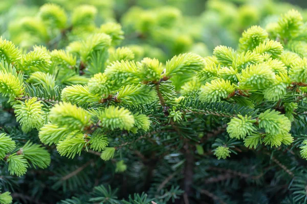 Acercamiento Brotes Abeto Verde Bosque Brote Rama Árbol Coníferas Primavera —  Fotos de Stock