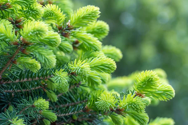 Szczelnie Zielone Pędy Świerku Lesie Kawałek Drzewa Iglastego Gałęzi Wiosną — Zdjęcie stockowe