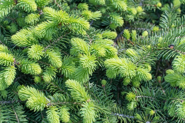 Zielony Świerk Pędy Lesie Kawałek Drzewa Iglastego Gałęzi Wiosną Młoda — Zdjęcie stockowe