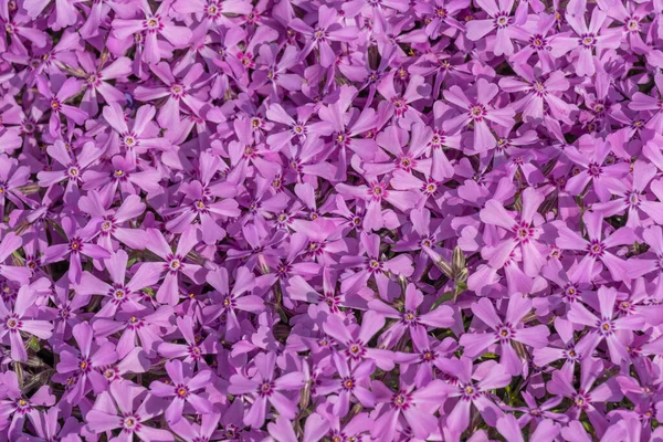 Phlox Subulate Fiori Giardino Muschio Strisciante Fiore Progettazione Del Paesaggio — Foto Stock