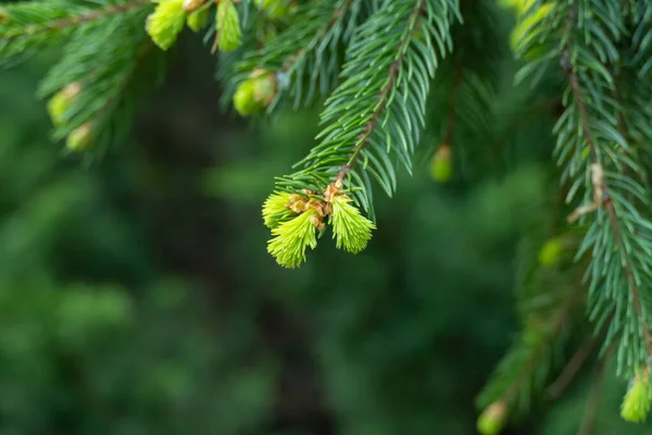 Close Green Spruce Shoots Forest Sprout Branch Coniferous Tree Springtime — Stock Photo, Image