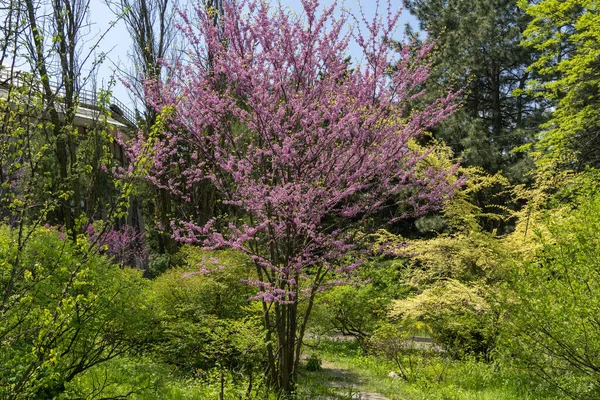 Цвітіння Червоного Дерева Cercis Canadensis Навесні Парку Прекрасні Рожеві Квіти Стокове Зображення