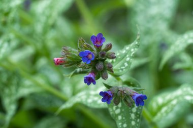 Mor mavi çiçek tarlaları ve çayırlarda yetişir. Boraginaceae familyasının tıbbî simphtum bitkisi. Geleneksel tıpta kemikleri iyileştirmek için kullanılır..