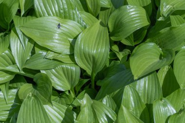 Vadideki zambak yaprakları. Grup yeşil bitkiler liyum konvalyumu. Doğada nekahat döneminin yaprakları yetişiyor. Fotoğraf duvar kağıtları yaprakları yeşil renkli olabilir.