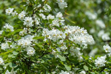 İlkbaharda parkta çiçek açan inci çalısı dış kolda alberta. Süslü çalılıklarda güzel beyaz çiçekler. Dalların üzerinde yeşil yapraklar. Güneşli bir günde bahar çiçeği.