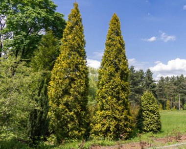 Yeşil ağaç selvi piramidi grubu parkta büyüyor. Bahçe sanat tasarımı için Evergreen kozalaklı bitki. Yeşil renkli fotoğraf duvar kağıtları.