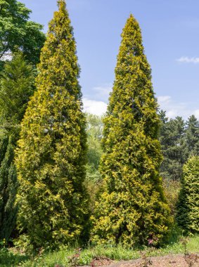 Yeşil ağaç selvi piramidi grubu parkta büyüyor. Bahçe sanat tasarımı için Evergreen kozalaklı bitki. Yeşil renkli fotoğraf duvar kağıtları.