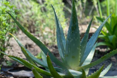 Aloe vera bitkisi doğal koşullarda yetişir. Genellikle ilaç ve kozmetik ürünlerinde kullanılır. Popüler yeşil ev bitkisi. Sağlıklı cilt koruması.