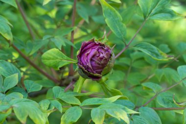 Bahçede yakın plan kırmızı şakayık tomurcuğu. Arka plandaki yeşil yapraklarda güzel taze çiçekler açılır. Çiçek açan peeonia fundalığı. Bahar doğası çiçek açtı..