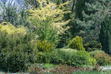 Peyzaj tasarımı. Parktaki çimenler ve ağaçlar. Ağaç çalı çiçeği kozalaklı çam ağacı - bahçeyle karıştırın. Doğada güzellik.