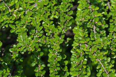 Yeşil taze yaprakları ve küçük beyaz tomurcukları olan Cotoneaster yatay dalı. Meyve çalısı ilkbaharda güzel çiçek açar. Bahçe sanat tasarımı için bitki. Doğal duvar kağıdı ve dokusu.