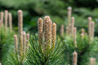Çam ağacı yakından ateş eder. Bitkilerin genç dalları. İlkbaharda yeşil kozalaklı ağaç. Taze ladin dalı ve iğneler. Yeşil renkli fotoğraf duvar kağıtları.