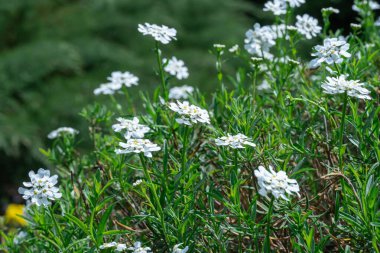 Bahçede küçük beyaz çiçekli bir grup semperviren var. Yılda bir kez çiçek açan şeker bitkisi. Güzel küçük çiçekler ilkbaharda açılır. Çiçek arkaplan duvar kağıtları.