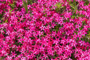 Bahçedeki Phlox subute çiçekleri. Peyzaj tasarımı için sürünen yosunlar. Zemini kaplayan parlak, güzel çiçek. Kırmızı renkli fotoğraf duvar kağıtları. Doğada büyüyen halı.
