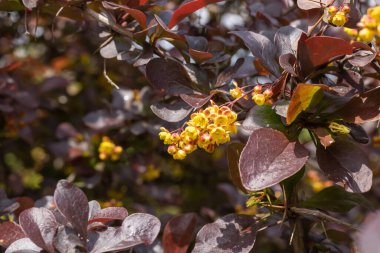 Yakın plan Berberis vulgaris purpleleed veya Avrupa böğürtleni. Mor yaprakları ve sarı çiçekleri olan çiçek tarlası. İlkbahar doğası çiçek açtı. Bokeh etkisi arkaplanı bulanıklaştırdı.