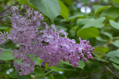 Bahçedeki leylak çiçeğinin yakın mis kokulu dalı. Adi çalı şırıngası. Arka plandaki yeşil yapraklarda eflatun-mor çiçeklerin enfeksiyonu. Bahar doğası çiçek açtı..
