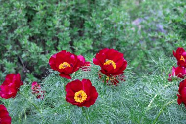 Kapalı kırmızı şakayık, bahçede bırakılmış. Blossom Bush otçul türü peeonia tenuifolia. Güzel çiçek girdapları arka planda yeşil ince yapraklarla açılır. Bahar doğası çiçek açtı..