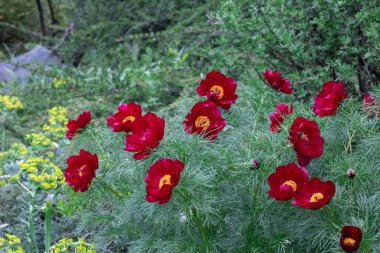 Kapalı kırmızı şakayık, bahçede bırakılmış. Blossom Bush otçul türü peeonia tenuifolia. Güzel çiçek girdapları arka planda yeşil ince yapraklarla açılır. Bahar doğası çiçek açtı..