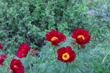 Kapalı kırmızı şakayık, bahçede bırakılmış. Blossom Bush otçul türü peeonia tenuifolia. Güzel çiçek girdapları arka planda yeşil ince yapraklarla açılır. Bahar doğası çiçek açtı..