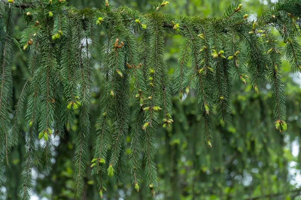 森の中で緑のトウヒが芽を出す 春に枝先の針葉樹の芽 若い新鮮なトウヒの小枝と針 緑色の壁紙 — ストック写真
