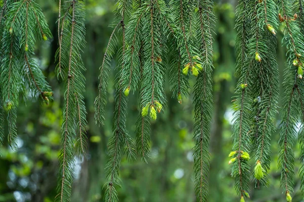 Närbild Gröna Granskott Skogen Groddar Barrträd Våren Ung Färsk Gran — Stockfoto